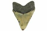 Fossil Megalodon Tooth - North Carolina #361701-2